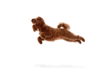 Like jet. Dynamic portrait of active playful red-brown Poodle dog jumping and flying over white background. Concept of fashion, beauty, health and motion. Pet having fun