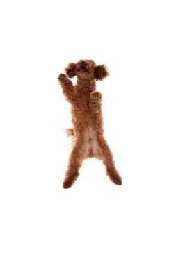 Studio shot of adorable curly red-brown poodle dog jumping over white studio background. Pet looks happy, healthy and groomed. Concept of animal care, vet, fashion, active lifestyle.