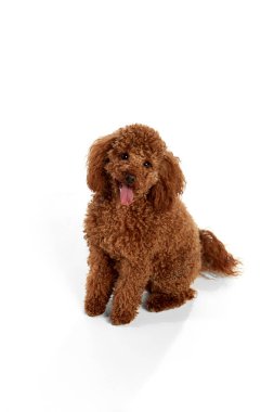 Cute red-brown poodle dog posing over white studio background. Pet looks happy, healthy and groomed. Concept of animal care, vet, fashion, active lifestyle. Copy space for ad