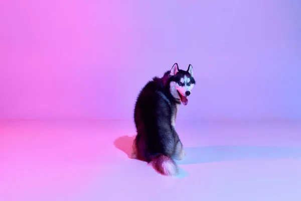 Zwart Wit Geprepareerde Pup Van Husky Hond Zit Zijn Rug — Stockfoto