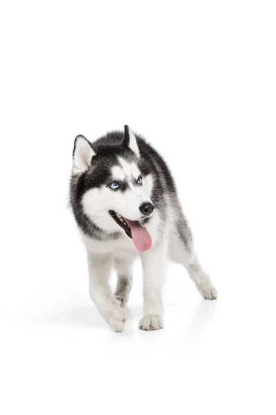 Bedårande Sibirisk Husky Hund Med Tungan Sticker Poserar Isolerad Över — Stockfoto