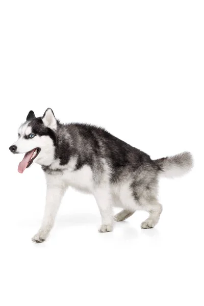 犬は走る準備ができている 白い背景に隔離されたポーズハスキー犬の青い目の美しい手入れの行き届いた子犬のスタジオショット 健康と美しさの概念 — ストック写真