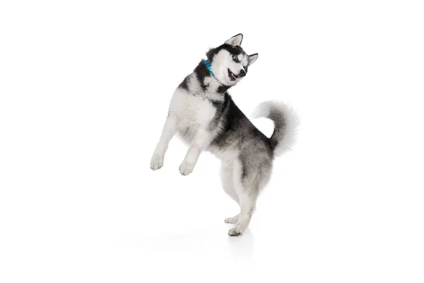 Speelse Pup Van Husky Hond Spelen Springen Geïsoleerd Witte Achtergrond — Stockfoto