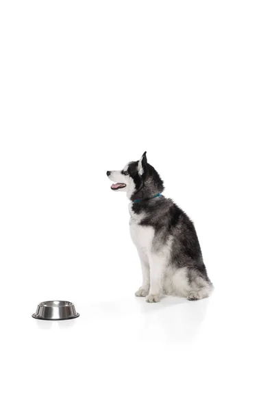 哈士奇小狗的画像 它坐在靠近碗的地板上 在白色背景上等待喂食时间 宠物看起来很平静 健康和美的概念 — 图库照片