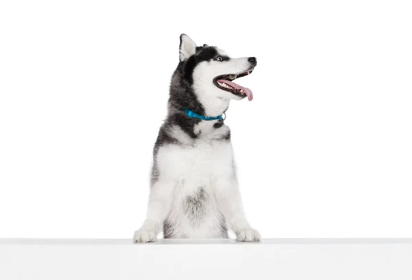 stock image Cute dog looking at right side. Studio shot of blue eyed beautiful groomed puppy of Husky dog posing isolated on white background. Concept of animal, care, health and beauty