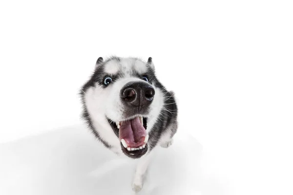 Szeroki Kąt Widzenia Cute Syberyjskie Psy Husky Twarz Językiem Wystające — Zdjęcie stockowe