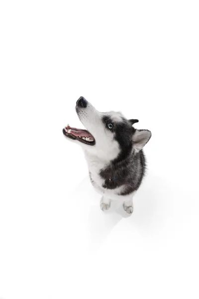 Вид Сверху Собаки Хаски Торчащим Языком Смотрящим Сбоку Белом Студийном — стоковое фото