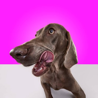 Av köpeği. Kahverengi kürklü komik köpek Weimaraner 'ın portresi ve pembe stüdyo arka planında dilini dışarı çıkarması. Hayvan sağlıklı ve mutlu görünüyor. Kapatın. Arkadaş, aşk, ilgi, hayvan sağlığı, reklam konsepti