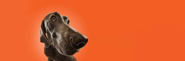 Pies Myśliwski Szczęśliwy Weimaraner Brązowym Futrem Pozujący Pomarańczowym Tle Studia — Zdjęcie stockowe