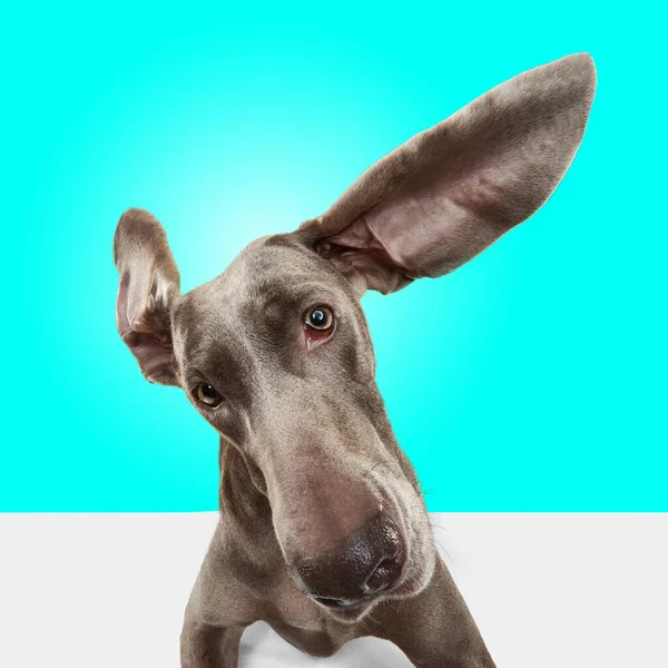 Latające Psie Uszy Portret Uroczego Radosnego Zwierzęcia Brązowym Futrem Tle — Zdjęcie stockowe
