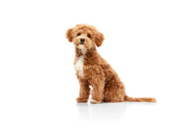 Eğlenceli pofuduk arkadaş. Beyaz stüdyo arka planında izole edilmiş kırmızı kürklü küçük bir köpeğin portresi. Köpek üstüne köpek bakımı. Arkadaş, sevgi, ilgi ve hayvan sağlığı konsepti
