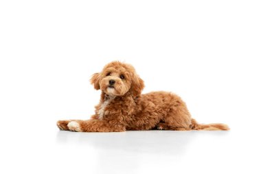 Sevimli sevimli köpek. Beyaz stüdyo arka planında izole edilmiş, büyük, nazik gözlü ve kahverengi kürklü bir Maltipoo. Kapatın. Hayvan sağlıklı ve mutlu görünüyor. Arkadaş, sevgi, ilgi ve hayvan sağlığı konsepti