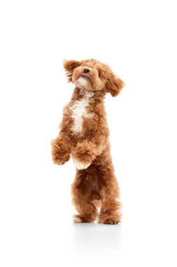 Yumuşak pençeli. Köpekli portre, Maltipoo cinsi, kahverengi kürklü atlama beyaz stüdyo arka planında izole edilmiş. Hayvan sağlıklı ve mutlu görünüyor. Arkadaş, sevgi, ilgi ve hayvan sağlığı konsepti