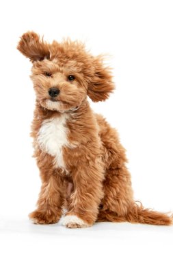 Uçan köpek kulakları. Kırmızı kürklü ve büyük gözlü sevimli, neşeli bir hayvan portresi, beyaz stüdyo arka planında izole edilmiş bir hayvan pozu. Kapatın. Arkadaş, aşk, ilgi, hayvan sağlığı, reklam konsepti