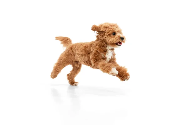 Cakar Fluffy Potret Dengan Anjing Maltipoo Berkembang Biak Dengan Bulu — Stok Foto