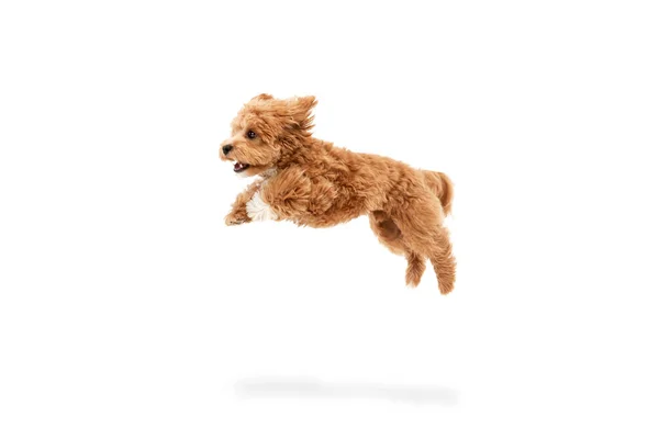 Beztroski Piesek Portret Uroczego Radosnego Zwierzęcia Maltipoo Czerwonym Futrem Skaczącym — Zdjęcie stockowe