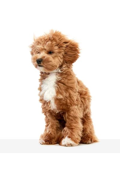 Amigo Fofo Divertido Retrato Cachorro Pequeno Raça Maltipoo Com Pele — Fotografia de Stock