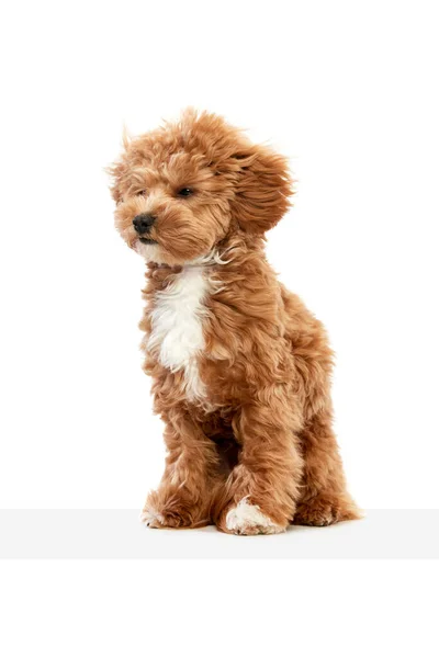 Amico Simpatico Soffice Ritratto Cagnolino Razza Maltipoo Con Pelliccia Rossa — Foto Stock