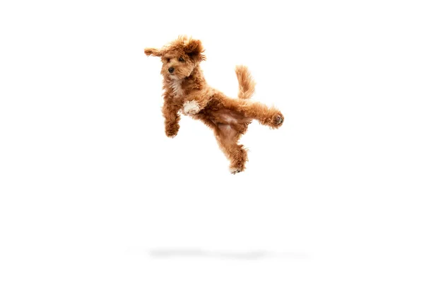 Anjing Levitating Portrait Funny Animal Red Fur Fluffy Paws Jumping — Stok Foto