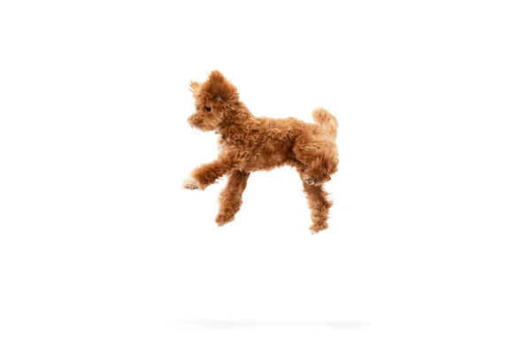 Грайливий Цуценя Маленька Собака Малтіпо Біжить Граючи Ізольовано Білому Тлі — стокове фото