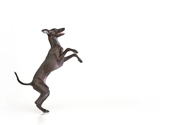 Portrait Motion Dog Italian Greyhound Brown Fur Jumping Isolated White — Stock Photo, Image