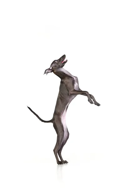 与狗一起活动的肖像 意大利灰猎犬 褐色的毛皮跳跃和站立在它的铰链上的爪子白色背景 宠物看起来健康而快乐 动物健康 兽医概念 — 图库照片