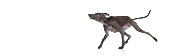 Banner Met Grappige Puppy Speelse Hond Italiaanse Windhond Loopt Witte — Stockfoto