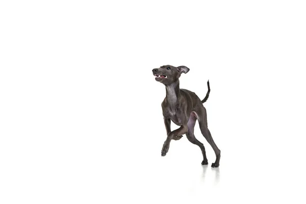 遊び心のある子犬 犬イタリアのグレイハウンドが走り 白い色のスタジオの背景に孤立して遊んでいます 動くなよ 動物の生活 犬の品種の概念 テキストのコピースペース — ストック写真