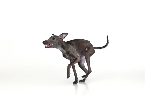 狗赛跑运动 一种可爱快乐的动物的肖像 意大利灰狗 嘴张开 背景洁白 宠物看起来健康而快乐 动物健康 广告概念 — 图库照片
