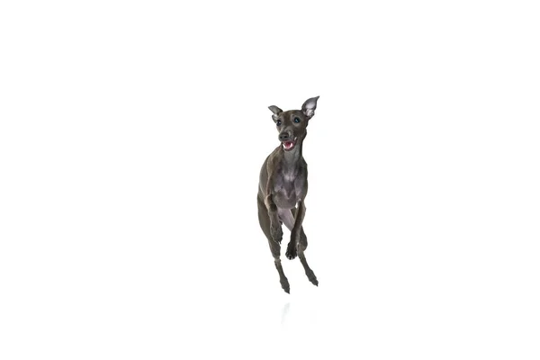 带有一只爱玩的小狗的肖像 狗意大利灰色猎犬 张开嘴 隔离在白色工作室背景之上 跳起来 动物生命 犬种的概念 — 图库照片