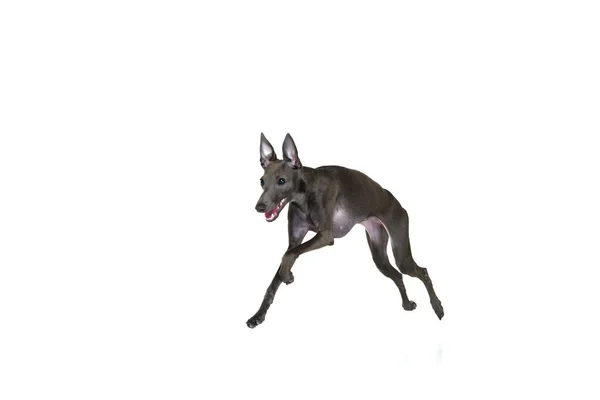 Portrait Mit Verspieltem Hund Italienischer Windhund Läuft Spielt Isoliert Über — Stockfoto