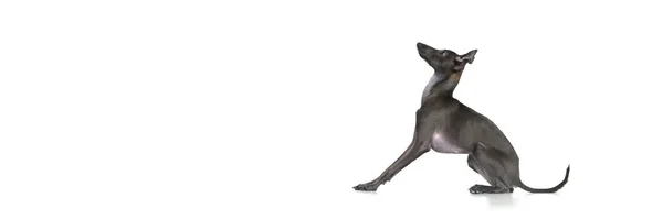 横幅与一只听话的狗 意大利灰狗坐在孤立的白色工作室背景 侧视图 护理的概念 动物生命 品种的狗 文字的复制空间 — 图库照片