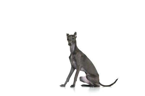 美しい動物と肖像画 白いスタジオの背景に隔離された巧妙な顔でポーズ茶色の毛皮を持つイタリアの灰色の猟犬 ペットは健康で幸せに見えます 動物の健康 広告コンセプト — ストック写真