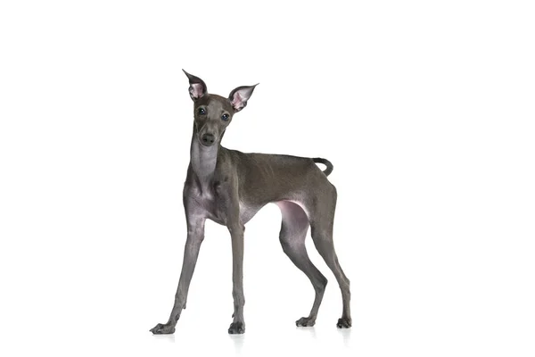 Porträt Mit Italienischem Windhund Mit Braunem Fell Posiert Mit Klugem — Stockfoto