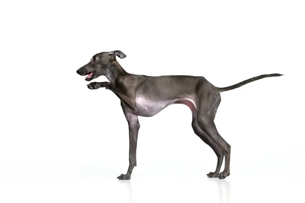 Happy Puppy Portrait Playful Dog Italian Greyhound Posing Raising Paw — Stock Photo, Image