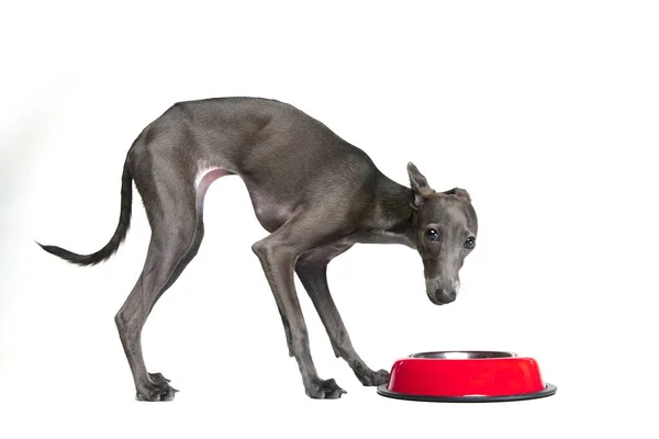很好吃的狗 带有可爱的意大利灰狗的肖像 棕色毛皮 站在白色背景之上的狗碗旁边 护理概念 动物生命 动物品种 犬类食物 — 图库照片