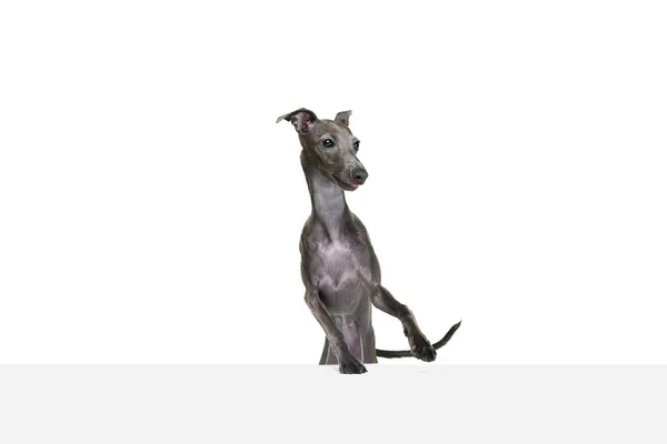 Porträtt Med Lekfull Italiensk Greyhound Med Brun Päls Poserar Med — Stockfoto
