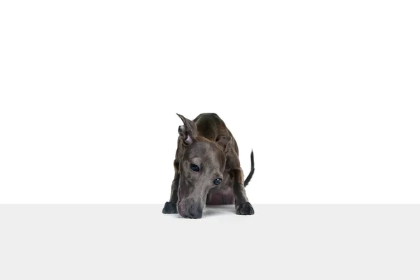 재밌는 강아지 장난기있는 이탈리아 사냥개의 포즈와 냄새를 인형은 스튜디오 격리되어 — 스톡 사진