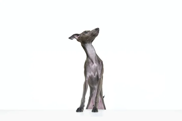 好奇的感觉一只好奇的狗 意大利灰狗 的画像 它坐着 抬起头 聪明的脸与白色背景隔离在一起 服从的狗 动物生命 养殖的概念 — 图库照片