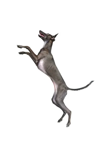 Портрет Русі Собакою Італійський Грейхаунд Коричневим Хутром Стрибає Ізольовано Над — стокове фото