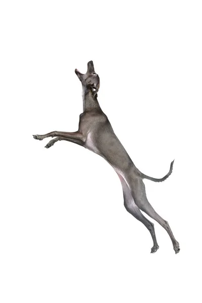 Jakthund Porträtt Rörelse Med Italienska Greyhound Med Brun Päls Och — Stockfoto