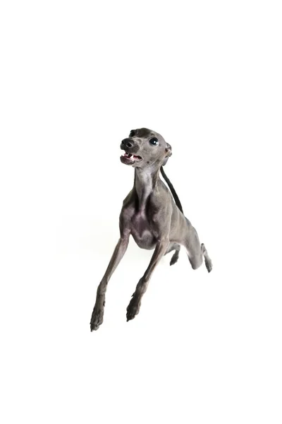 재밌는 강아지 장난기있는 이탈리아 사냥개가 포즈를 취하고 들어올리는 모습은 스튜디오 — 스톡 사진