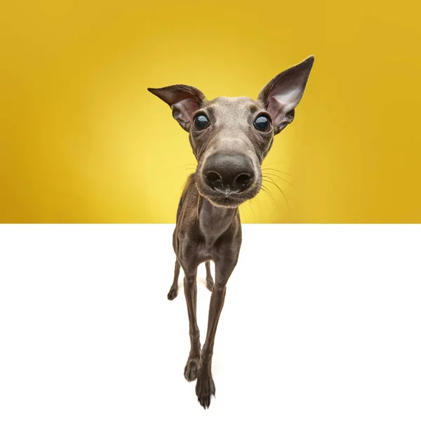 Cão Alegre Despreocupado Bonito Animal Estimação Cão Italiano Galgo Com — Fotografia de Stock