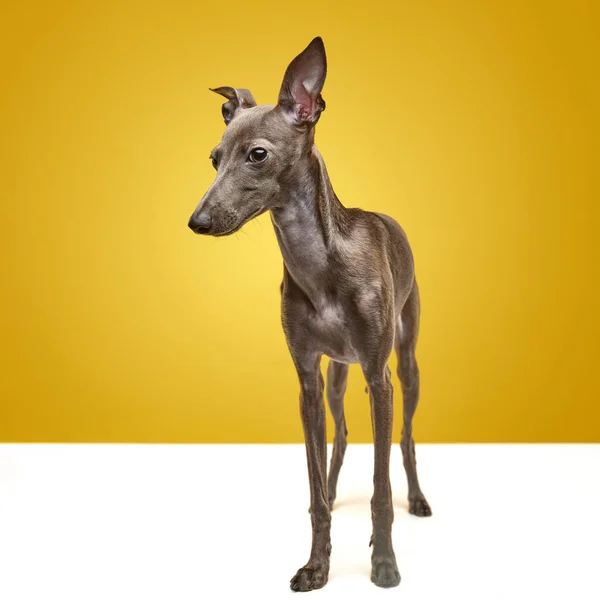 グルーミングの後の犬 かわいい動物の肖像画 絹のイタリアのグレイハウンド品種 黄色のカラースタジオの背景にポーズ茶色の毛皮 ケアの概念 動物の生活 獣医師 犬の食べ物 — ストック写真