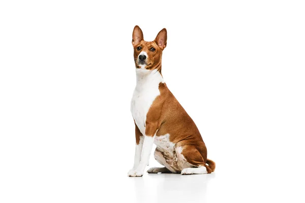 一只白色的红色可爱的巴森吉犬被隔离在白色的工作室背景之上 动物护理的概念 时尚和广告 迷人的宠物看上去整洁 — 图库照片