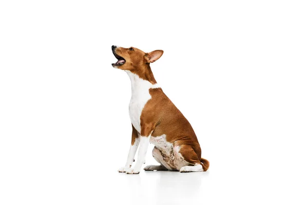 白を基調としたスタジオバックで孤立した白赤の可愛いバセンジ犬 動物のケア ファッション 広告の概念 魅力的なペットは 美しく 幸せと健康的に見えます — ストック写真