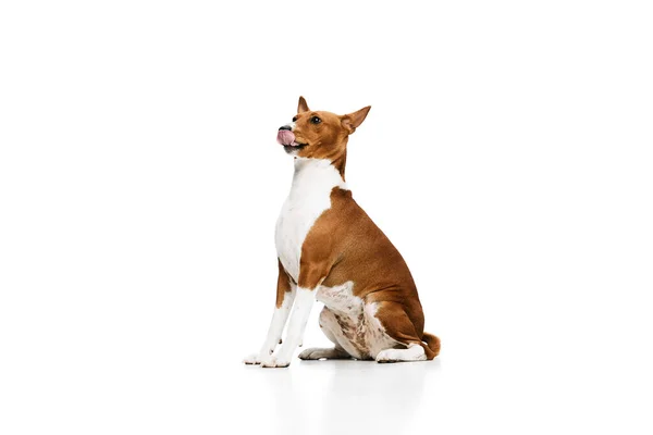 工作室拍摄的白色红白相间的纯种巴森吉犬在白色背景上摆出孤立的姿势 动物护理的概念 时尚和广告 迷人的宠物看上去既快乐又健康 — 图库照片