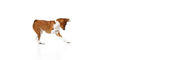 Verspielter Freundlicher Entschlossener Und Mutiger Basenji Hund Der Seinen Spaß — Stockfoto