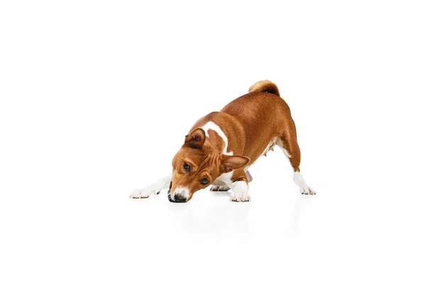 Verspielter Freundlicher Entschlossener Und Mutiger Basenji Hund Der Seinen Spaß — Stockfoto
