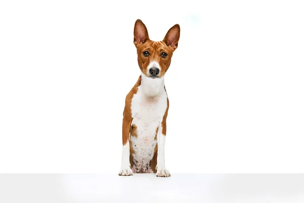 一只白色的红色可爱的巴森吉犬被隔离在白色的工作室背景之上 动物护理的概念 时尚和广告 迷人的宠物看上去整洁 — 图库照片